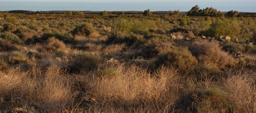 El Cabildo inicia la restauraci�n ambiental de Juncalillo del Sur