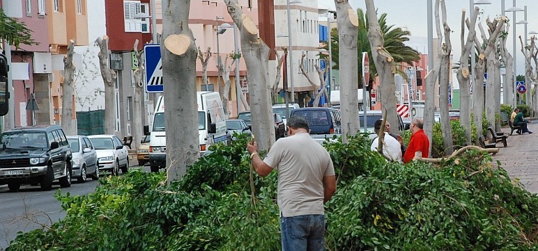 La poda de 500 �rboles en Vecindario mejora la visibilidad y el entorno comercial y urbano