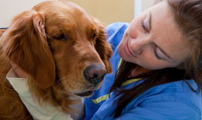 Veterinarios Canarios celebran un congreso de animales de compa��a