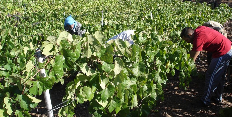 Viticultores de San Bartolom� de Tirajana consiguen incrementar en un 8% la vendimia de este a�o