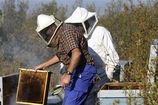 Unos 1.000 apicultores reciben las ayudas POSEI a la producci�n de miel 