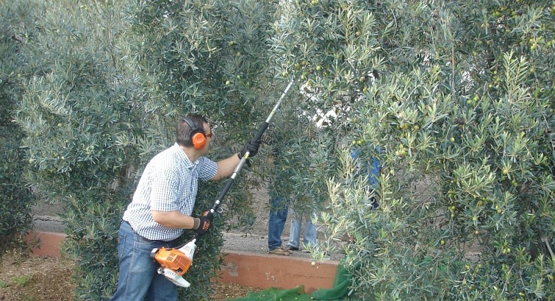 Los aceituneros del Sur se forman en Tunte sobre sistemas de poda
