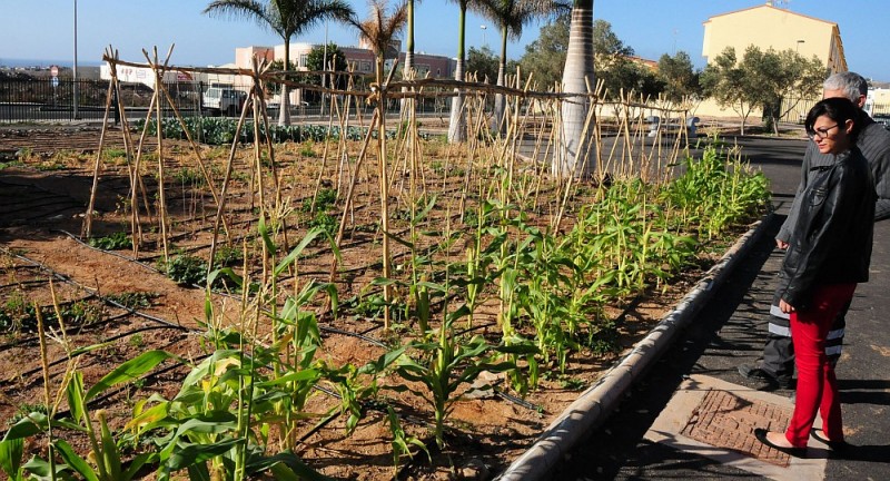 El Ayuntamiento abrir� cuatro huertos ecol�gicos