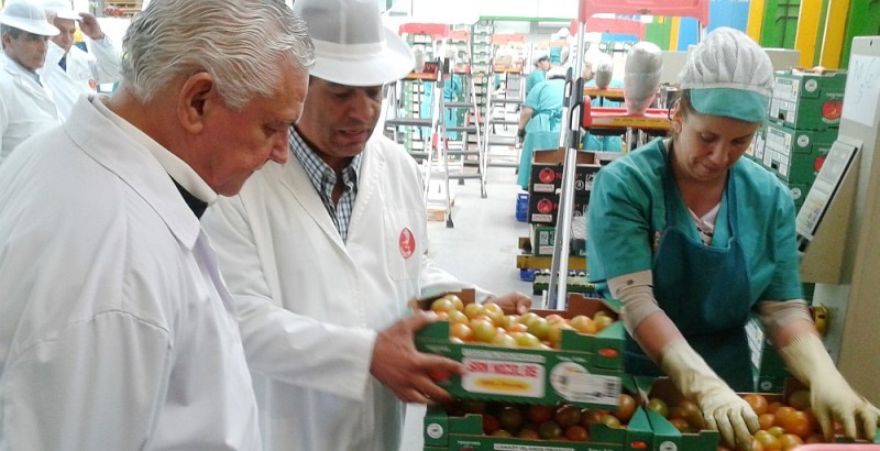 Productores de tomate recibir�n 4 millones de ayudas POSEI procedentes del REA