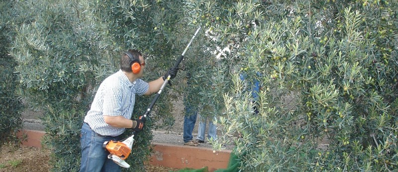 San Bartolom� ofrece a los aceituneros un nuevo curso sobre �agricultura integrada�