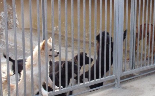 El PSOE pide al Cabildo que fomente las adopciones en el Albergue de Animales �para evitar sacrificios innecesarios�