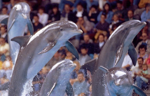 El Gobierno declara de inter�s p�blico el delfinario de Palmitos Park 