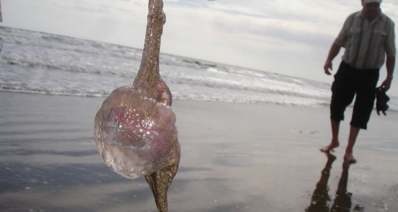 Vuelven las medusas a las playas del sur