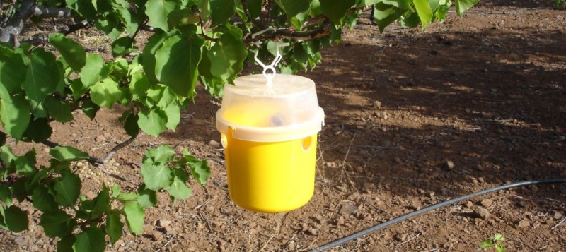 Tirajana combate la plaga de la  mosca que ataca a los albaricoques 