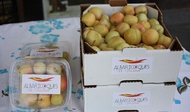 El albaricoque de Tirajana ya tienen denominaci�n de origen
