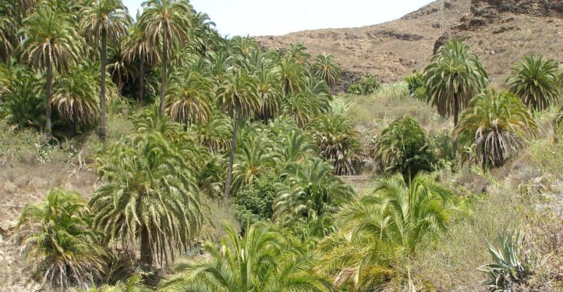 Limpieza voluntaria de los palmerales de Fataga