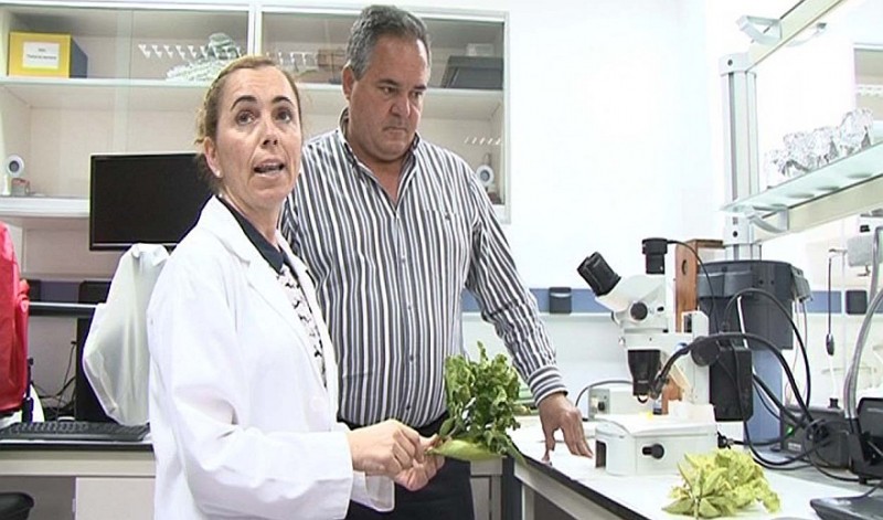 El Cabildo alerta de la plaga de la psila africana por toda la isla 