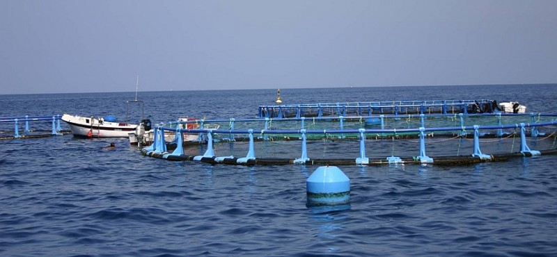 Medio Ambiente archiva el proyecto de piscifactor�a en las costas de Mog�n