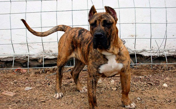 Entra en vigor la nueva Ordenanza sobre animales peligrosos en San Bartolom� 