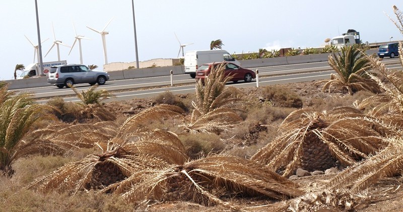El Cabildo contratar� 6 meses a 130 parados 
