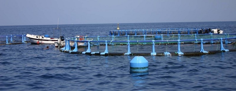 El Gobierno de Canarias ampl�a en 5 millones los fondos para la acuicultura