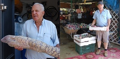 Mog�n prepara lo mejor en fruta y pescado para la Romer�a del Pino