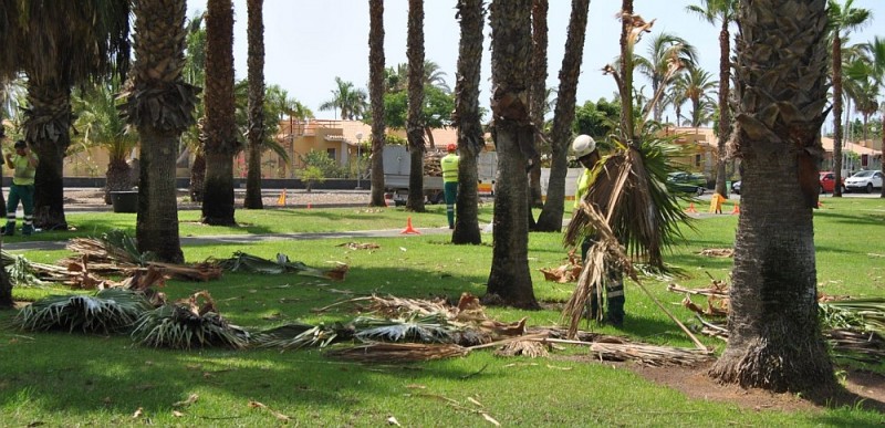 Maspalomas emprende una intensa campa�a de limpieza y restauraci�n ambiental del municipio