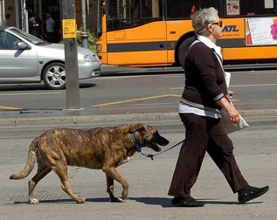 Maspalomas divulga las obligaciones de tener un animal domestico           