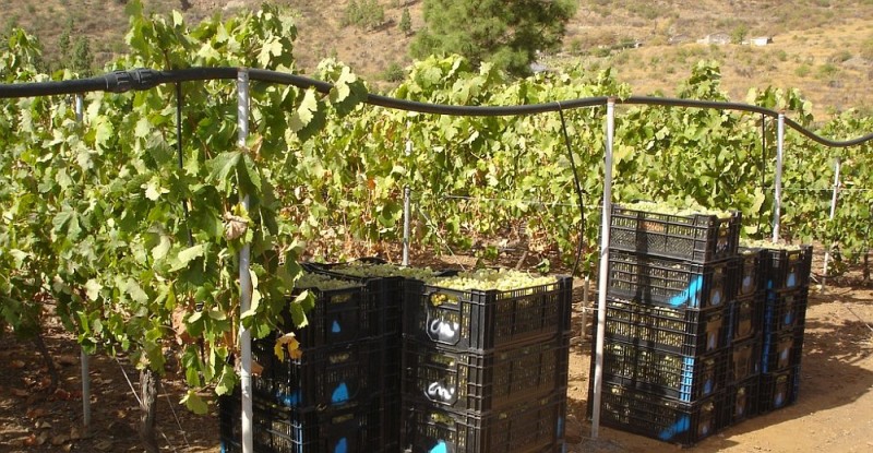 Aumenta la vendimia en San Bartolom� de Tirajana