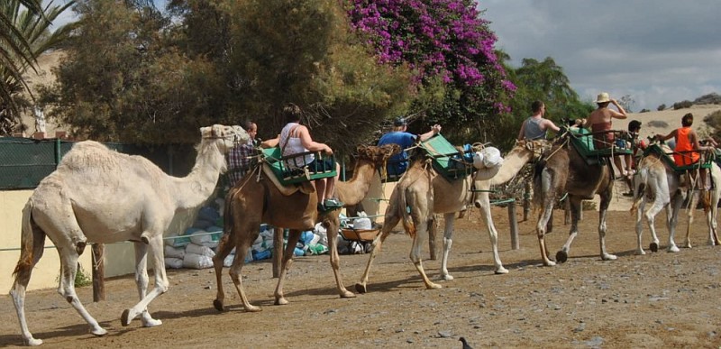 Los camellos de las Dunas un atractivo para los turistas que visitan Maspalomas 