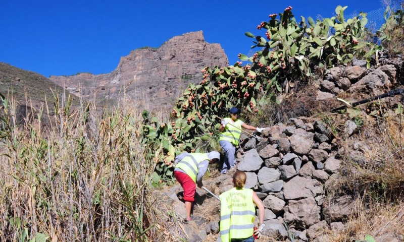 San Batolom� recupera los caminos agr�colas de Tirajana