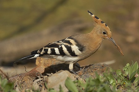 Las aves de Canarias, un valioso recurso poco valorado