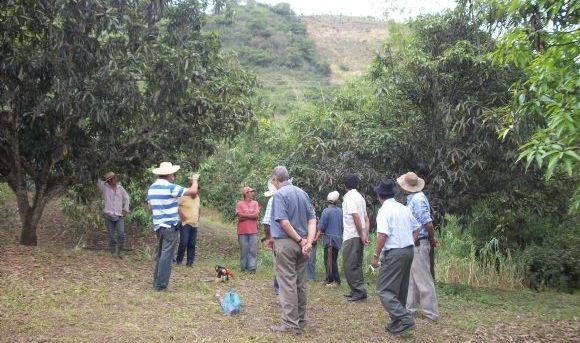 Agricultores de Mog�n aprender�n t�cnicas de poda del mango