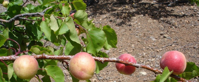 Tirajana hace compost con poda de los albaricoqueros
