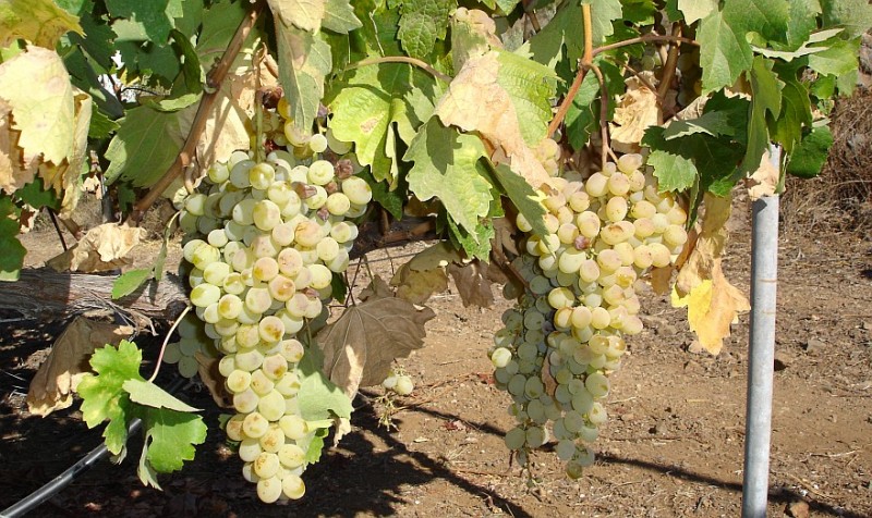 San Bartolom� de Tirajana el mayor productor de uva de Gran Canaria