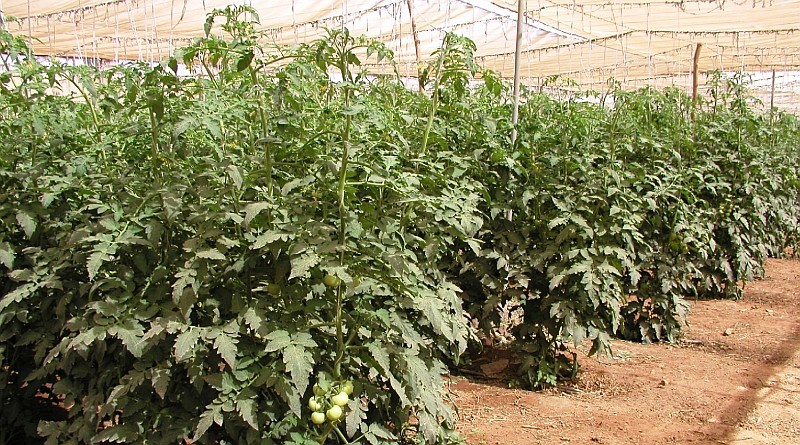 El Centro de Estudios Rurales y de Agricultura Internacional ofrece seis cursos en Santa Luc�a