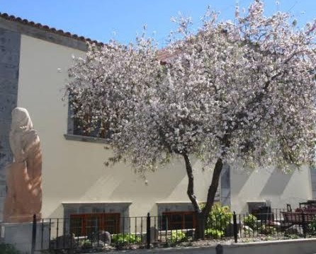 Primera ruta entre almendro en flor por Tirajana 