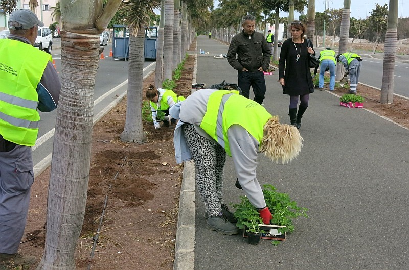 M�s de 8.500 geranios y 400 palmeras aportan verde y color a la circunvalaci�n de Vecindario 