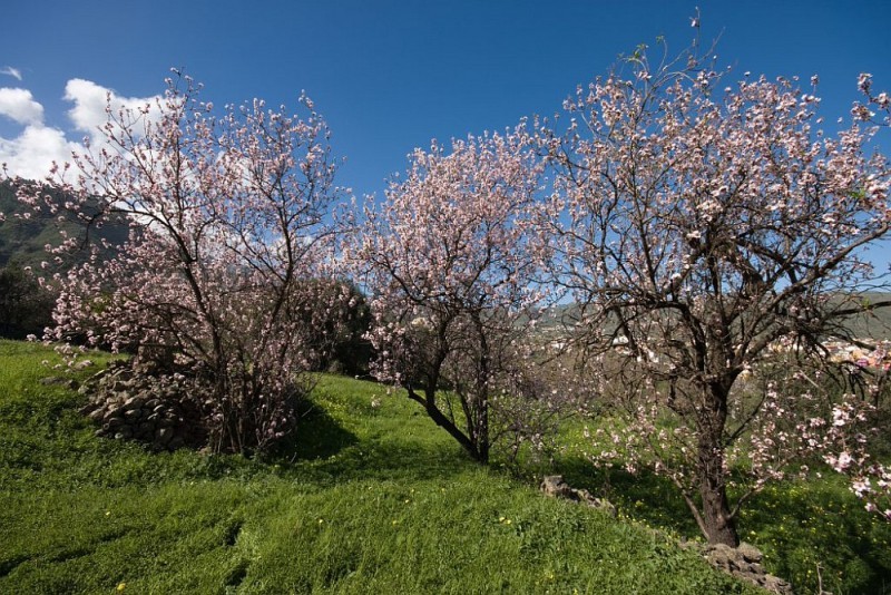 Tunte celebra las Fiestas del Almendro en Flor y del Agricultor