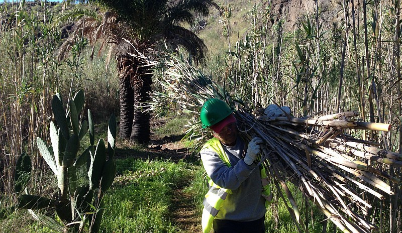 El Cabildo rehabilita el palmeral de Veneguera