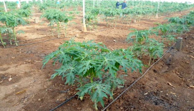 Tirajana formar� a agricultores sobre cultivos tropicales