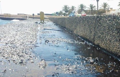La Guardia Civil busca m�s 'chapapote' en Castillo del Romeral