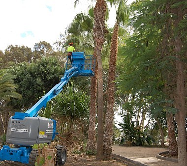 Mog�n ampl�a el sistema para controlar la plaga de insectos en los �rboles