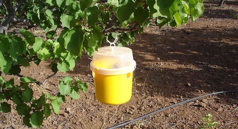 Tirajana reparte 800 mosqueros contra la mosca del albaricoque