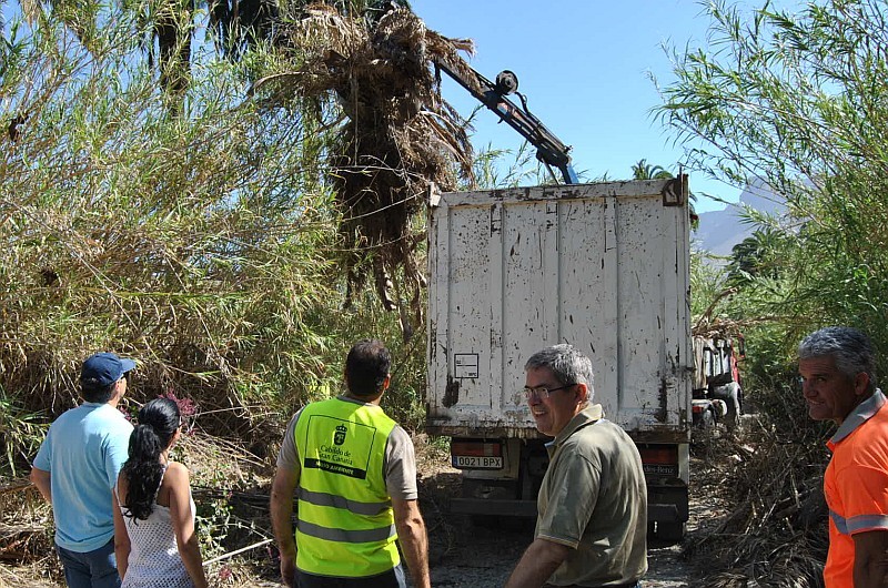 Voluntarios de Foresta limpian el palmeral canario de Arteara