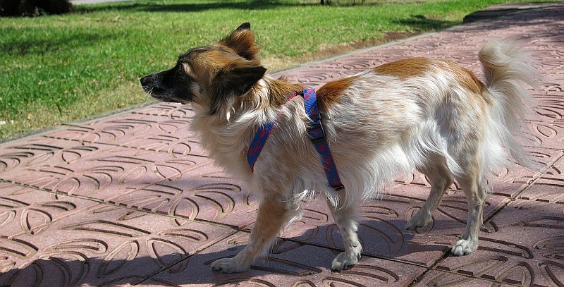Taller de primeros auxilios para mascotas a beneficio de Cruz Roja