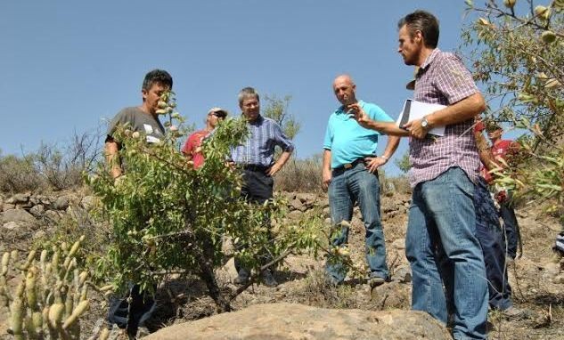 La Mancomunidad de Median�as potencia el almendro de Tirajana
