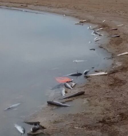 Aparecen cientos de peces muertos en la Charca de Maspalomas