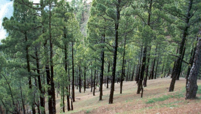 �Podemos devolver a los montes los beneficios que nos aportan?