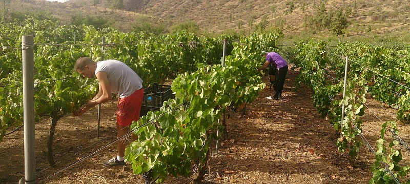 Viticultores de Tirajana augura una magn�fica cosecha