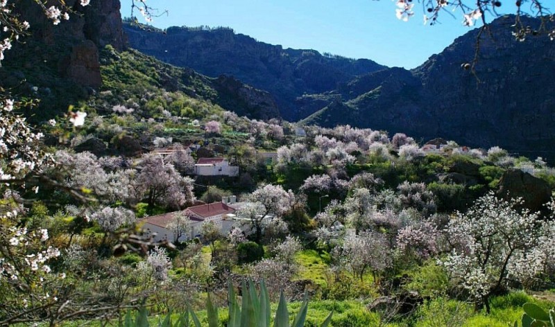 Tirajana,Tejeda y Valsequillo convocan el concurso de poes�a �Ruta del Almendro en Flor�