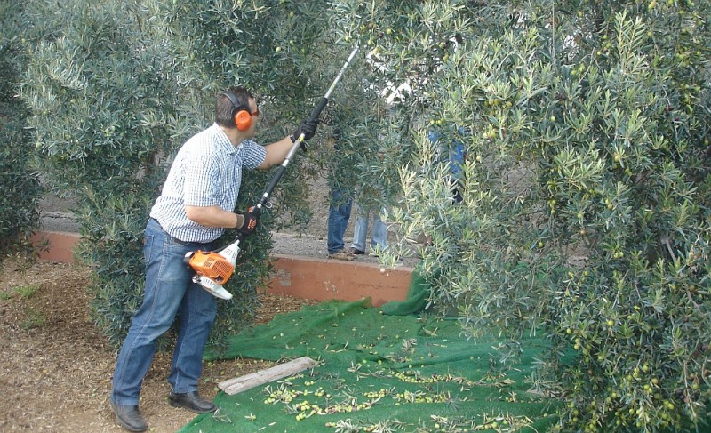 Tunte acoge las VI Jornadas  del Olivo en Gran Canaria