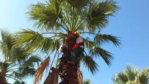 Canarias destina 500.000 euros a sanidad vegetal