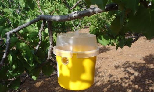 Tirajana inicia la campa�a control de la mosca del albaricoque