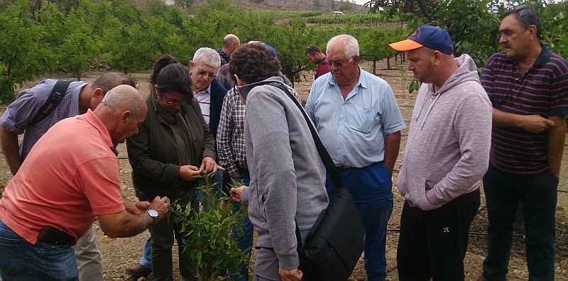 Agricultores de Tirajana se ponen al d�a con el almendro